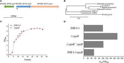 Improved Prodigiosin Production by Relieving CpxR Temperature-Sensitive Inhibition